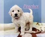 Small Photo #1 Goldendoodle Puppy For Sale in CEDAR GAP, MO, USA