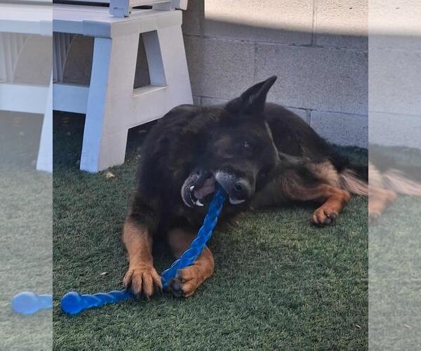 Medium Photo #5 German Shepherd Dog-Unknown Mix Puppy For Sale in Rockwall, TX, USA