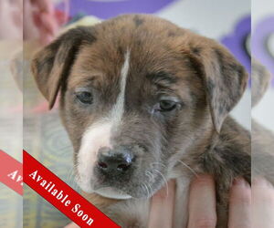 American Staffordshire Terrier-Boxer Mix Dogs for adoption in Huntley, IL, USA