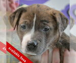 Small American Staffordshire Terrier-Boxer Mix