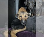 Small Photo #1 German Shepherd Dog Puppy For Sale in Hanford, CA, USA