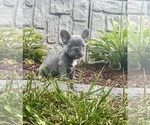 Puppy Puppy 3 French Bulldog