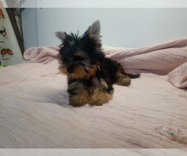 Medium Photo #4 Yorkshire Terrier Puppy For Sale in SIMI VALLEY, CA, USA