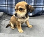 Small #6 Beagle-Chihuahua Mix