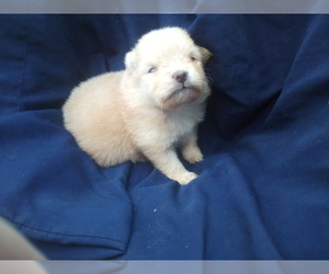 Pomeranian Puppy for sale in WINCHESTER, OH, USA