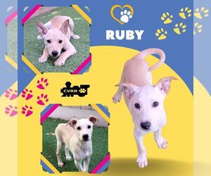 Mutt Dogs for adoption in Lindsay, CA, USA