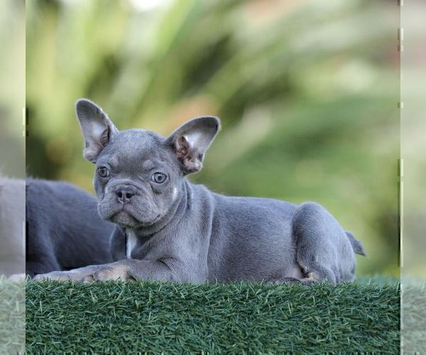 Medium Photo #1 French Bulldog Puppy For Sale in DENVER, CO, USA