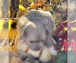 Small Photo #8 Chihuahua Puppy For Sale in RAWSONVILLE, MI, USA