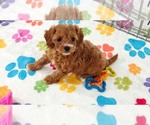 Small #2 Cavapoo (Miniature)-Poodle (Toy) Mix