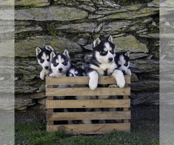 Medium Photo #4 Siberian Husky Puppy For Sale in KINZERS, PA, USA