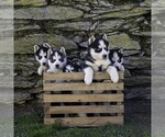 Small Photo #4 Siberian Husky Puppy For Sale in KINZERS, PA, USA