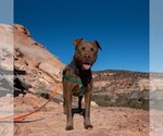 Small Photo #104 American Pit Bull Terrier Puppy For Sale in Kanab, UT, USA