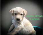 Small Photo #7 Alusky-Golden Labrador Mix Puppy For Sale in CALDWELL, ID, USA
