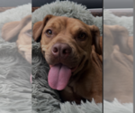 Small #18 American Pit Bull Terrier-Jack Russell Terrier Mix