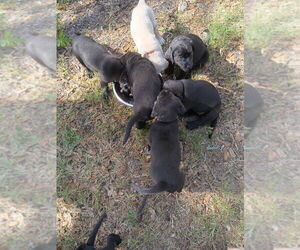 Labrador Retriever Puppy for sale in TAMPA, FL, USA