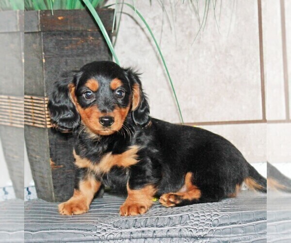 Medium Photo #2 Dachshund Puppy For Sale in ANDOVER, OH, USA