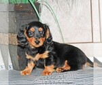 Small Photo #2 Dachshund Puppy For Sale in ANDOVER, OH, USA