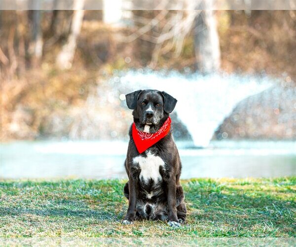 Medium Photo #9 Labrador Retriever-Unknown Mix Puppy For Sale in Unionville, PA, USA