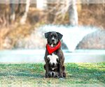 Small Photo #9 Labrador Retriever-Unknown Mix Puppy For Sale in Unionville, PA, USA
