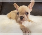 Small Photo #23 French Bulldog Puppy For Sale in BALDWIN PARK, CA, USA