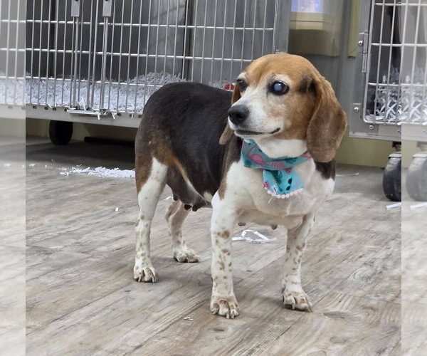 Medium Photo #5 Beagle Puppy For Sale in Murfreesboro, NC, USA