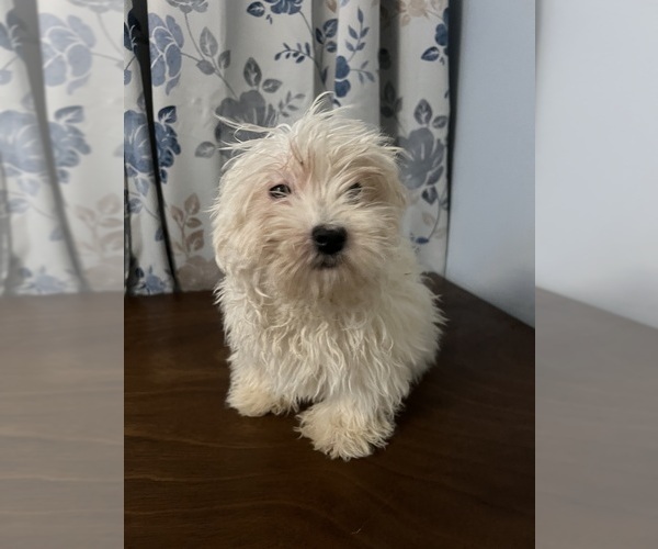 Medium Photo #15 Havanese Puppy For Sale in DURHAM, CT, USA