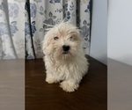 Small #14 Havanese
