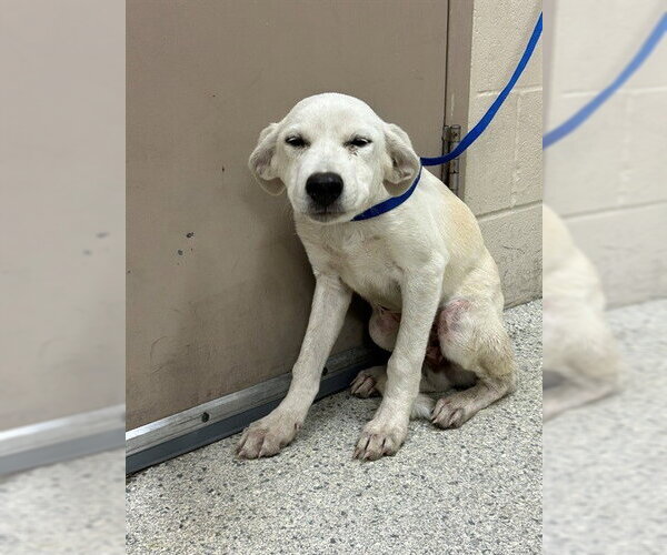 Medium Photo #1 Labrador Retriever-Unknown Mix Puppy For Sale in Conroe, TX, USA
