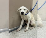 Small Labrador Retriever Mix