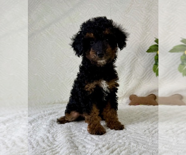 Medium Photo #4 Cock-A-Poo Puppy For Sale in GREENFIELD, IN, USA
