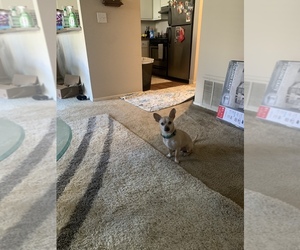 Chihuahua Dogs for adoption in SACRAMENTO, CA, USA