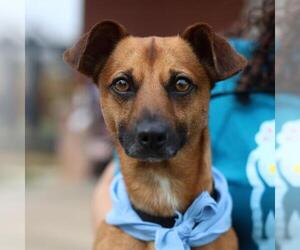 Chihuahua Dogs for adoption in San Antonio, TX, USA