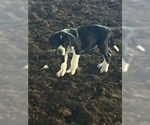 Small Photo #2 Great Dane Puppy For Sale in BUNCETON, MO, USA