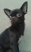 Small Photo #6 Chihuahua Puppy For Sale in SAINT PETERSBURG, FL, USA