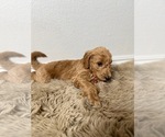Small #5 Goldendoodle