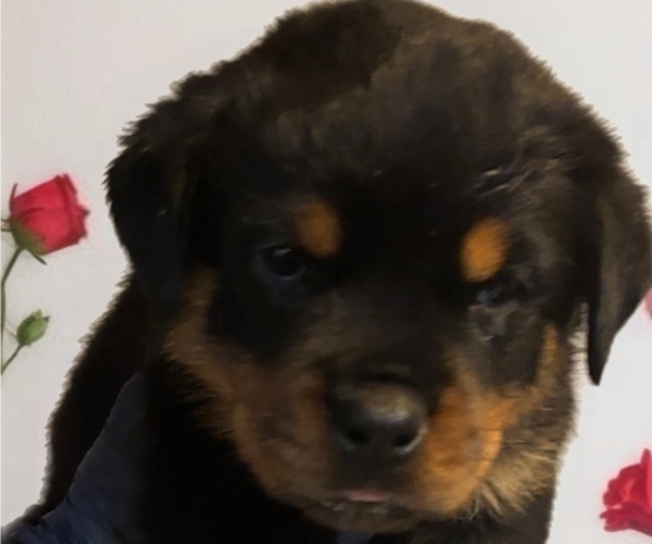 Medium Photo #12 Rottweiler Puppy For Sale in WORTH, IL, USA