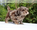 Small #10 ShihPoo