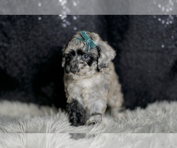Medium Photo #3 Maltipoo Puppy For Sale in WARSAW, IN, USA