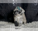 Small #2 Maltipoo