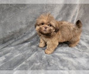 Shih Tzu Puppy for sale in CARLYLE, IL, USA