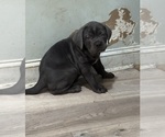 Small Photo #15 Cane Corso Puppy For Sale in COLONIAL HEIGHTS, VA, USA