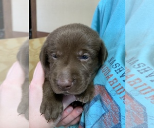 Labrador Retriever Puppy for sale in CHRISNEY, IN, USA