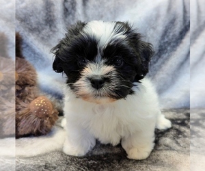 Havanese Puppy for sale in POST FALLS, ID, USA