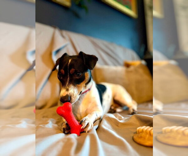 Medium Photo #6 Jack Russell Terrier Puppy For Sale in Oak Bluffs, MA, USA