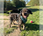 Small #2 Australian Shepherd Mix