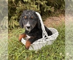 Small #3 Bernedoodle (Miniature)