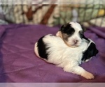 Small Photo #13 Morkie Puppy For Sale in CHICAGO, IL, USA