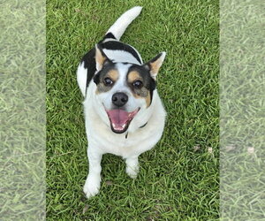 JP - Male Mutt Dog for Adoption - Photo #2