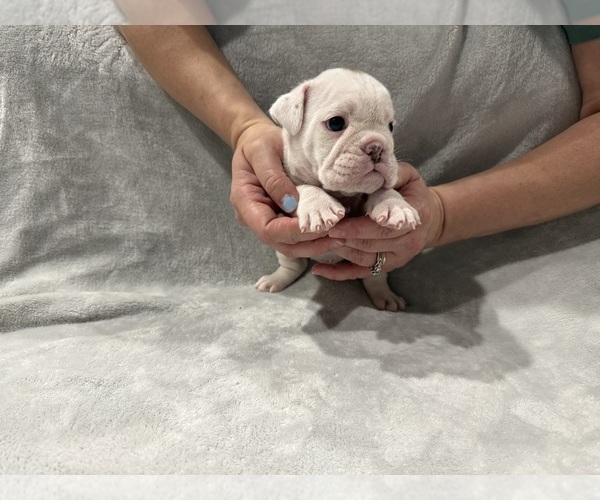Medium Photo #22 English Bulldog Puppy For Sale in EVEREST, KS, USA