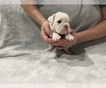 Small Photo #22 English Bulldog Puppy For Sale in EVEREST, KS, USA